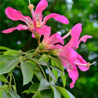 快盈lV购彩大厅